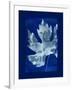 Cyanotype Maple-Dan Zamudio-Framed Art Print