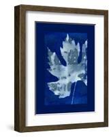 Cyanotype Maple-Dan Zamudio-Framed Art Print