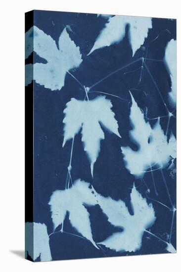 Cyanotype No.10-Renee W. Stramel-Stretched Canvas