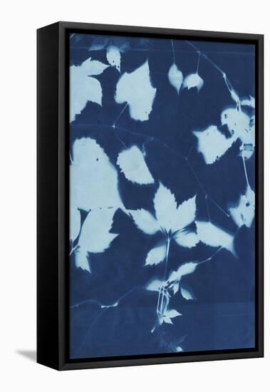 Cyanotype No.12-Chariklia Zarris-Framed Stretched Canvas