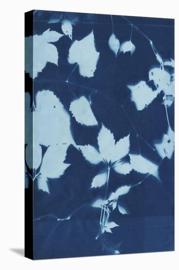 Cyanotype No.12-Chariklia Zarris-Stretched Canvas