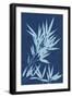 Cyanotype No.1-Renee W. Stramel-Framed Art Print