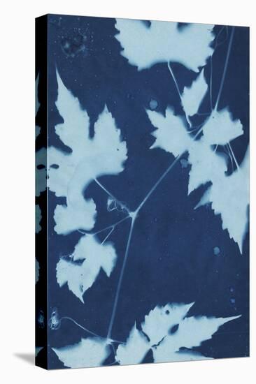 Cyanotype No.9-Renee W. Stramel-Stretched Canvas