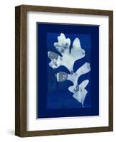 Cyanotype Oak-Dan Zamudio-Framed Art Print