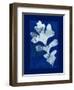 Cyanotype Oak-Dan Zamudio-Framed Art Print