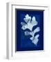 Cyanotype Oak-Dan Zamudio-Framed Art Print