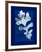 Cyanotype Oak-Dan Zamudio-Framed Art Print