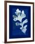 Cyanotype Oak-Dan Zamudio-Framed Art Print