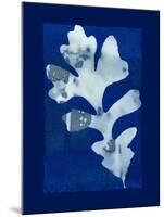 Cyanotype Oak-Dan Zamudio-Mounted Art Print