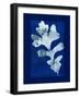 Cyanotype Oak-Dan Zamudio-Framed Art Print