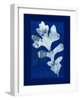 Cyanotype Oak-Dan Zamudio-Framed Art Print