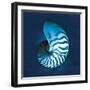 Cyanotype Sea I-Sue Schlabach-Framed Art Print