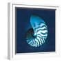 Cyanotype Sea I-Sue Schlabach-Framed Art Print