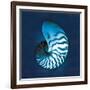 Cyanotype Sea I-Sue Schlabach-Framed Art Print