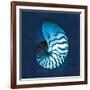 Cyanotype Sea I-Sue Schlabach-Framed Art Print