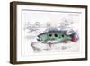 Cychla Argus-Robert Hermann Schomburgk-Framed Premium Giclee Print