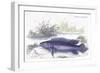 Cychla Fasciata-Robert Hermann Schomburgk-Framed Premium Giclee Print