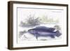 Cychla Fasciata-Robert Hermann Schomburgk-Framed Art Print