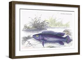 Cychla Fasciata-Robert Hermann Schomburgk-Framed Art Print