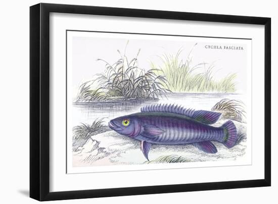 Cychla Fasciata-Robert Hermann Schomburgk-Framed Art Print