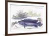 Cychla Fasciata-Robert Hermann Schomburgk-Framed Art Print