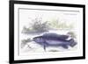 Cychla Fasciata-Robert Hermann Schomburgk-Framed Art Print