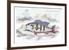 Cychla Flavo-Maclelata-Robert Hermann Schomburgk-Framed Art Print