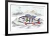 Cychla Flavo-Maclelata-Robert Hermann Schomburgk-Framed Art Print