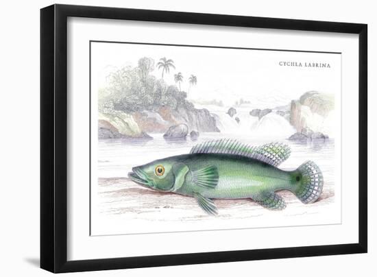 Cychla Labrina-Robert Hermann Schomburgk-Framed Art Print