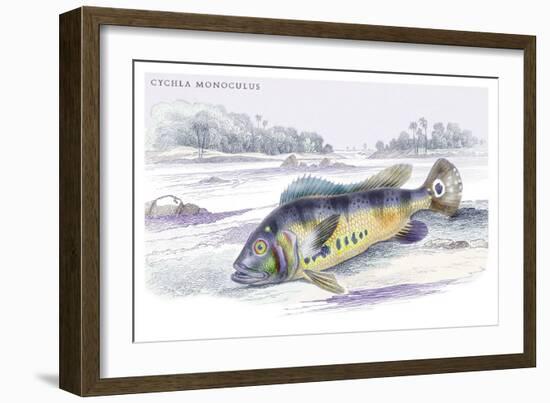 Cychla Monoculus-Robert Hermann Schomburgk-Framed Art Print