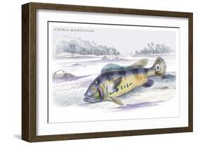 Cychla Monoculus-Robert Hermann Schomburgk-Framed Art Print