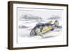 Cychla Monoculus-Robert Hermann Schomburgk-Framed Premium Giclee Print