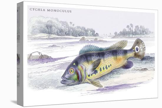 Cychla Monoculus-Robert Hermann Schomburgk-Stretched Canvas