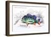 Cychla Nigro-Maculata-Robert Hermann Schomburgk-Framed Premium Giclee Print