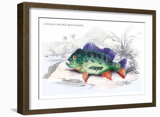 Cychla Nigro-Maculata-Robert Hermann Schomburgk-Framed Art Print