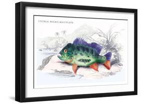 Cychla Nigro-Maculata-Robert Hermann Schomburgk-Framed Art Print