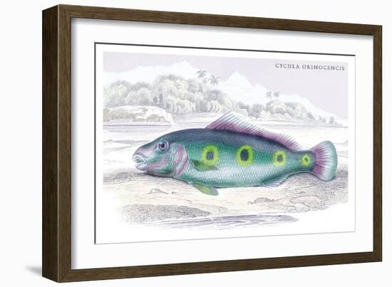 Cychla Orinocencis-Robert Hermann Schomburgk-Framed Art Print