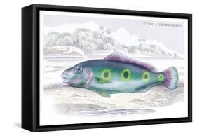 Cychla Orinocencis-Robert Hermann Schomburgk-Framed Stretched Canvas