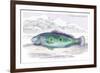 Cychla Orinocencis-Robert Hermann Schomburgk-Framed Art Print