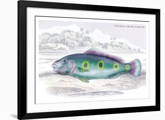 Cychla Orinocencis-Robert Hermann Schomburgk-Framed Art Print