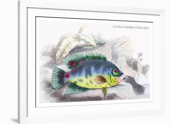 Cychla Rubro-Ocellata-Robert Hermann Schomburgk-Framed Art Print