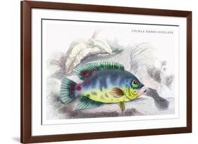 Cychla Rubro-Ocellata-Robert Hermann Schomburgk-Framed Art Print