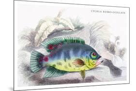 Cychla Rubro-Ocellata-Robert Hermann Schomburgk-Mounted Art Print