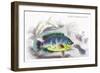 Cychla Rubro-Ocellata-Robert Hermann Schomburgk-Framed Art Print