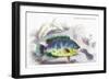 Cychla Rubro-Ocellata-Robert Hermann Schomburgk-Framed Art Print