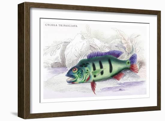 Cychla Trifasciata-Robert Hermann Schomburgk-Framed Art Print