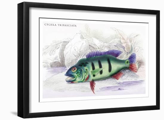 Cychla Trifasciata-Robert Hermann Schomburgk-Framed Art Print