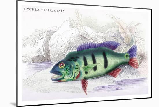 Cychla Trifasciata-Robert Hermann Schomburgk-Mounted Art Print