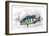 Cychla Trifasciata-Robert Hermann Schomburgk-Framed Premium Giclee Print