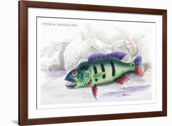 Cychla Trifasciata-Robert Hermann Schomburgk-Framed Art Print